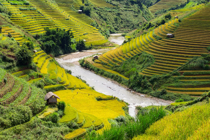 Sapa's rice terraces