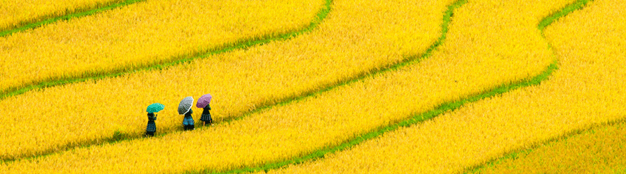 Vietnam in November