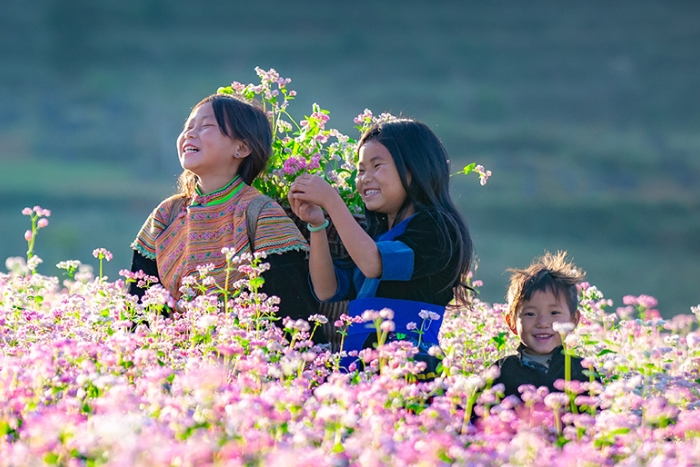 Buckwheat flower season in Ha Giang in October