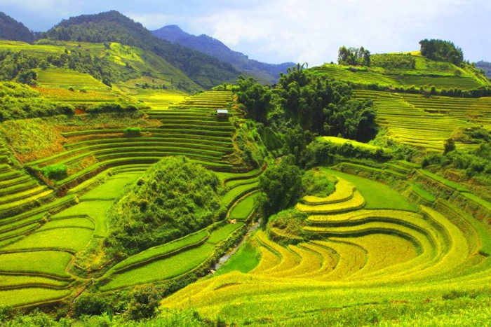 Admire the terraced rice fields in Mai Chau - top best things to do when travelling to Vietnam