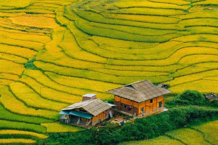 Terraced rice fields in Sapa