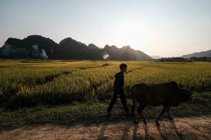 Golden rice fields in the Vietnamese countryside