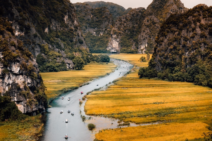Tam Coc during the golden rice season