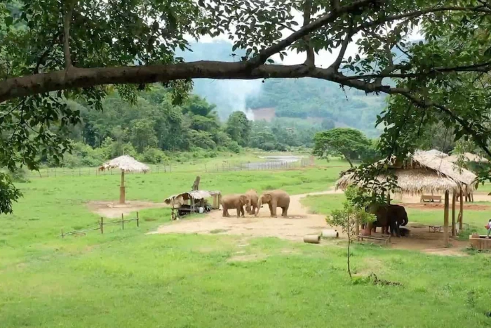 Elephant Nature Park