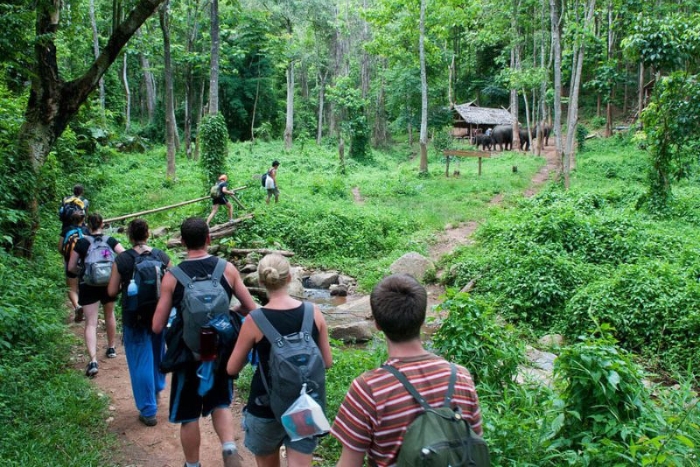 You should go trekking in the forest with the support of a guide