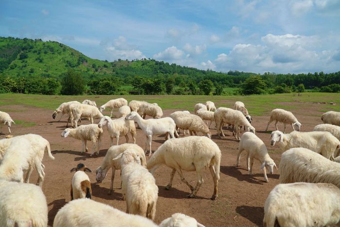 Suoi Nghe’s sheep farm, a spot for animal lovers