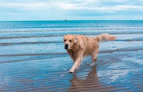 Travel To Vietnam With A Dog? Top Activities For Dogs In Vietnam