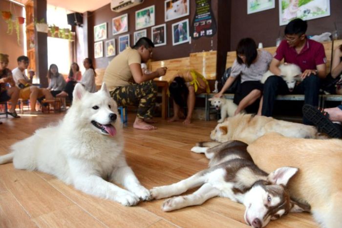 Hanoi: urban walks and caf&eacute;s adapted for dogs 