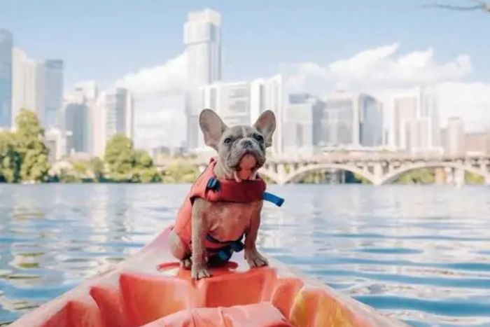 Traveling with a dog is becoming easier in major Vietnamese cities 