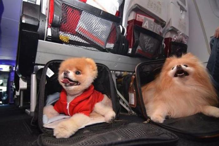 Preparing your dog well before traveling to Vietnam 