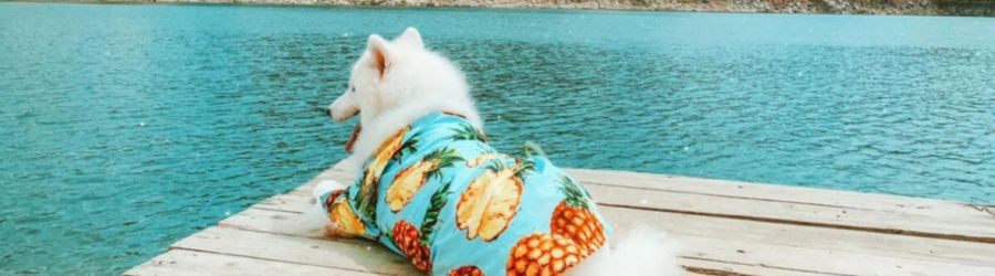 Discover what to do in Vietnam with your dog 