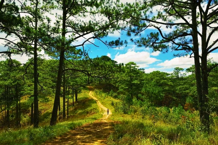 Tall trees frame a quiet trail in Bidoup