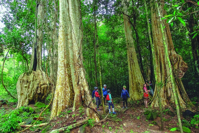 Ancient trunks rise above shaded paths in Cat Tien