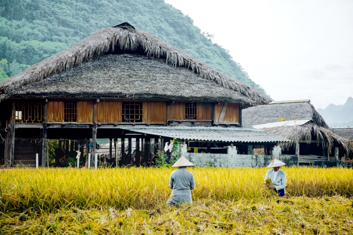 Golden Season in Mu Cang Chai