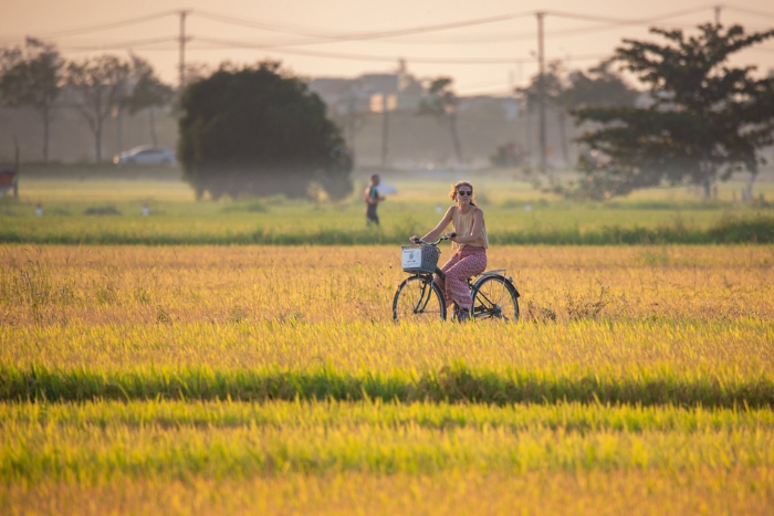 Cycling through Hoi An rice fields