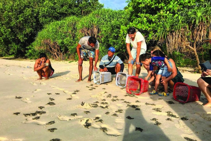 Experience watching sea turtles lay eggs in Con Dao