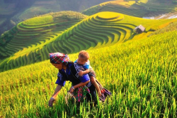 Rice terraces in Mu Cang Chai - Must-see on Yen Bai itinerary 3 days