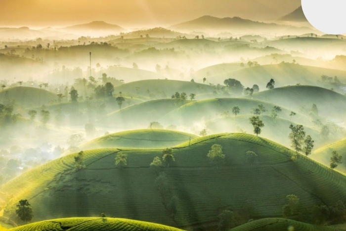 Long Coc tea hills, Phu Tho Province