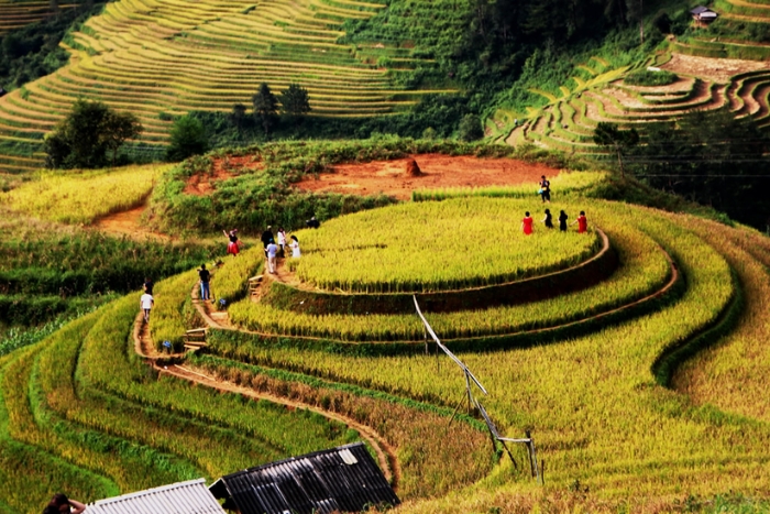 Mam Xoi Rice Terrace Hill, one of the best terraced rice fields in Northwest Vietnam