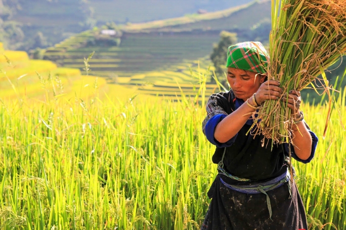Mu Cang Chai : best time to visit