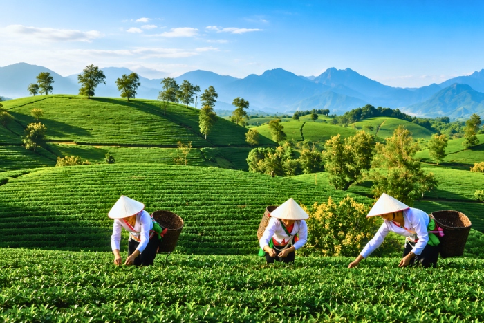 What to do in Phu Tho ? Visiting the Long Coc tea hills