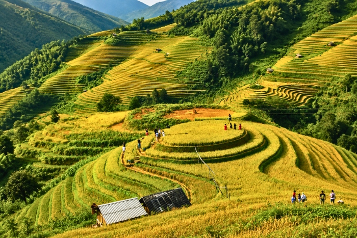 Climbing Mam Xoi Hill and enjoying breathtaking views of the terraced rice fields