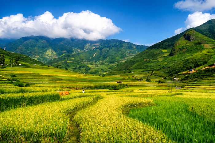 Walking through the terraced rice fields of the Muong Lo Valley