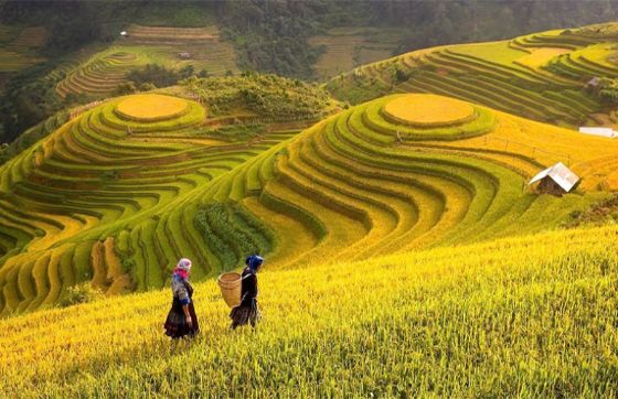 Mam Xoi Hill And Mong Ngua Hill: Paradise Of Mu Cang Chai Rice Terraces