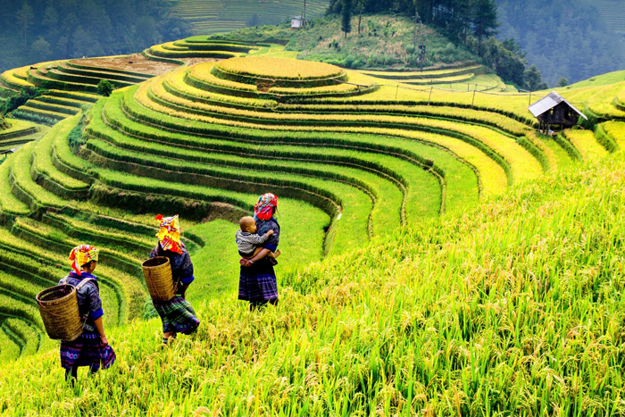 When is the best time to visit Mu Cang Chai Vietnam?