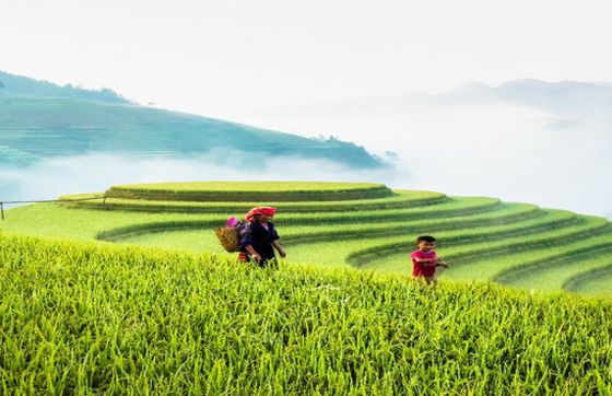 Mu Cang Chai Weather: Discover The Best Time To Visit Mu Cang Chai, Yen Bai