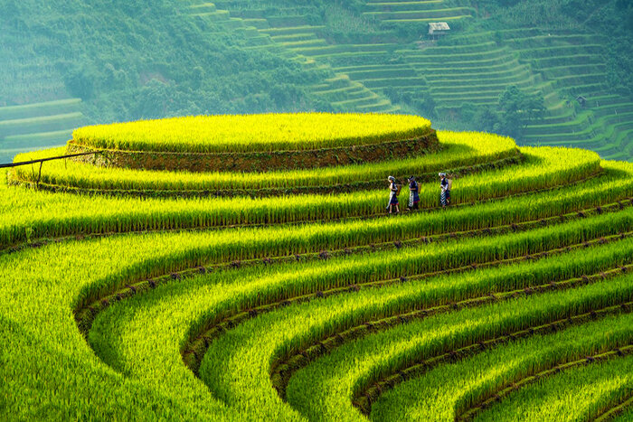 Green rice season in Mu Cang Chai