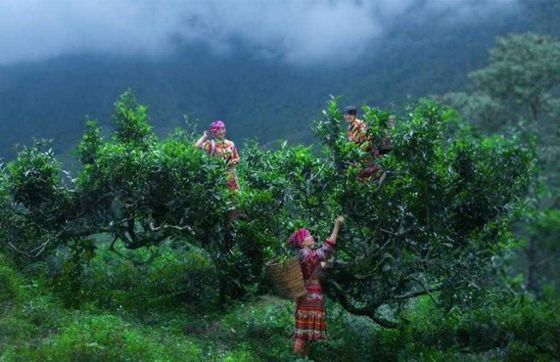 Nghia Lo Tea Plantation: Discover Green Tea Farms In Yen Bai Vietnam