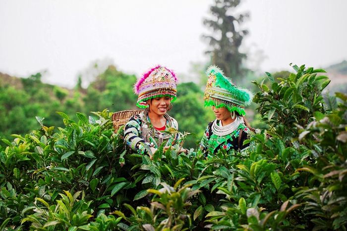 Harvest season in Suoi Giang tea plantation Yen Bai