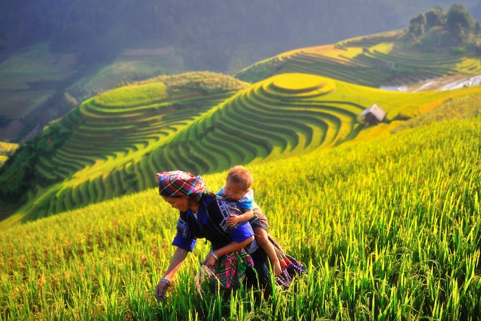 Admire the terrace rice fields in La Pan Tan