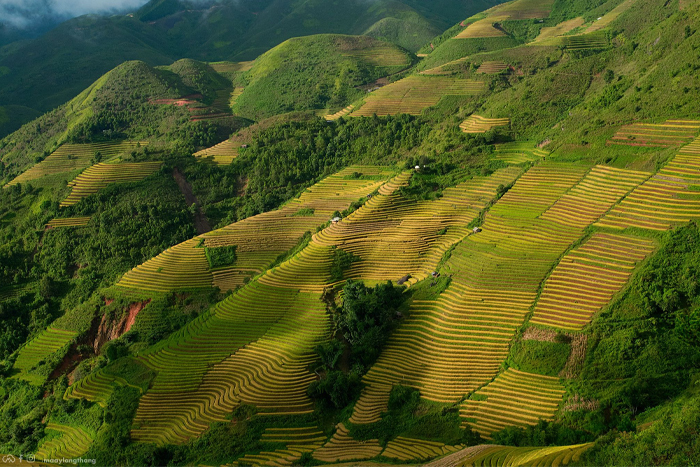 Rice terraces in mu cang chai