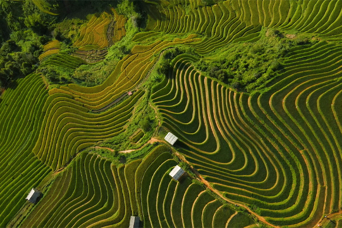 The terraced rice field paradise in Yen Bai