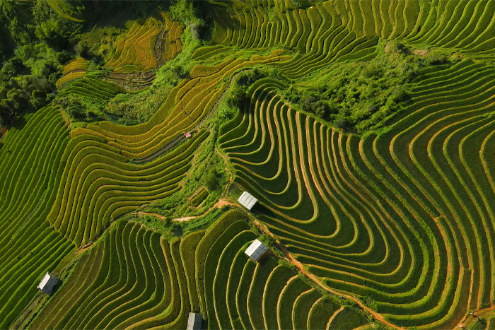 The terraced rice field paradise in Yen Bai