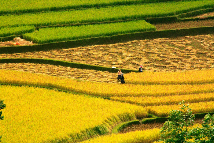 The beauty of Tu Le in harvest season