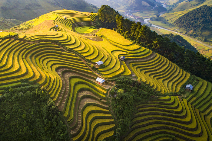 Spectacular terraced rice field landscapes in Yen Bai