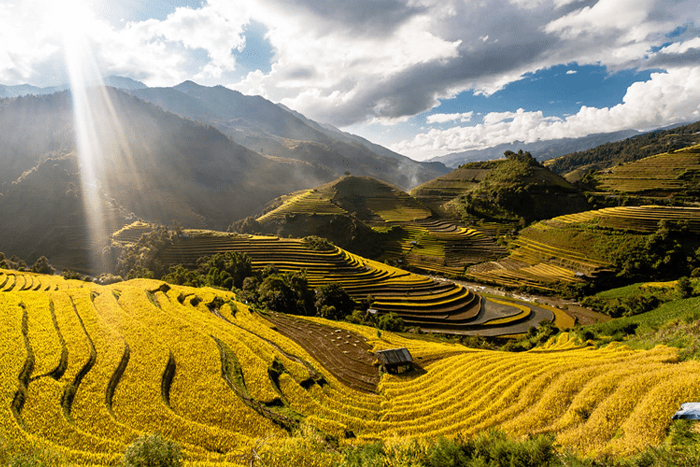 Golden rice season in Tu Le