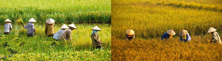 Each season in Vietnam carries its own unique beauty