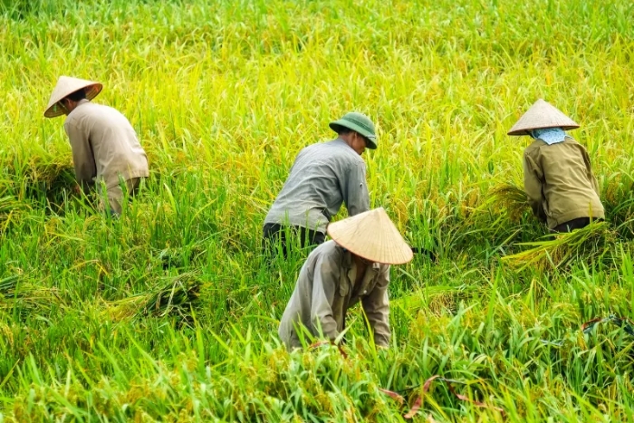 Nón lá and Vietnamese agricultural culture