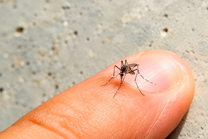 Watch out for mosquitoes when traveling to Vietnam