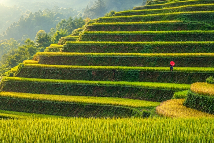 Marvel at the green rice terraces of Mu Cang Chai in August