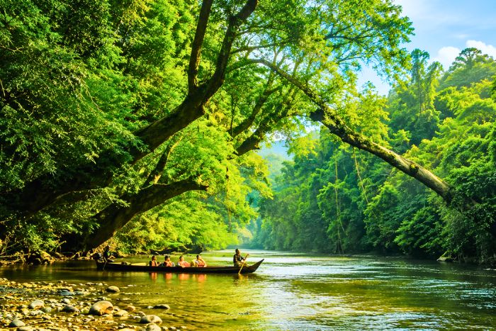 Venture into the heart of the wild jungle of Taman Negara