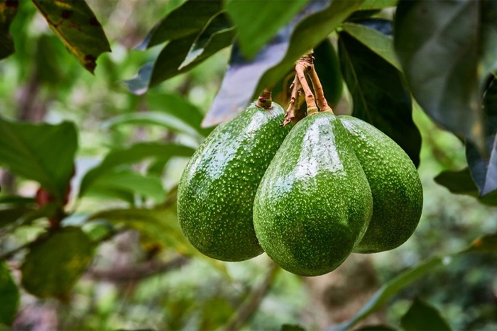 Vietnamese avocado