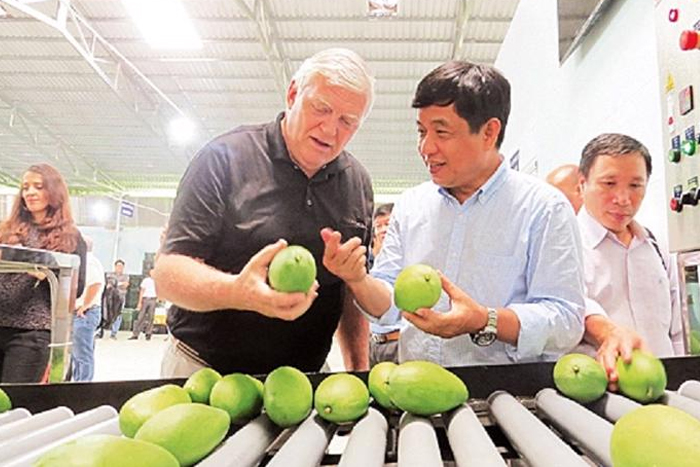 Vietnamese mangoes are exported to international markets