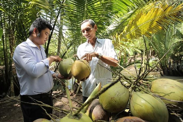Coconut (Dừa)