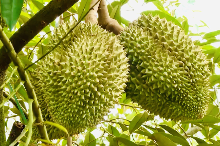 Durian (sầu riêng) 